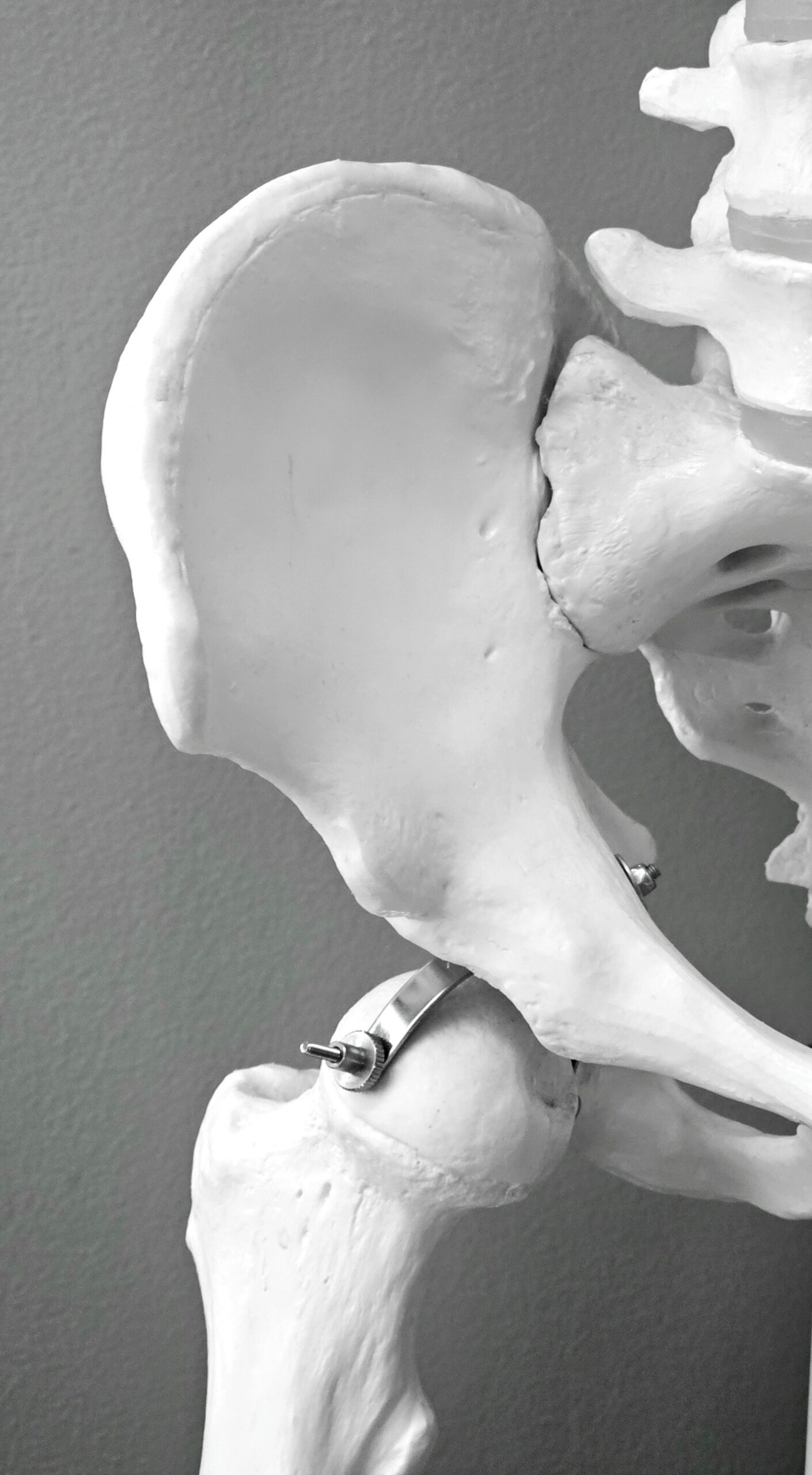 Anatomical model of human hip bone used in orthopedic bone implant surgery and joint replacement procedures