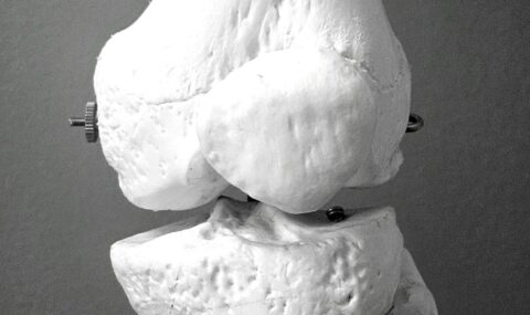 Detailed anatomical model of human knee bone structure used in orthopedic surgery and bone implant procedures